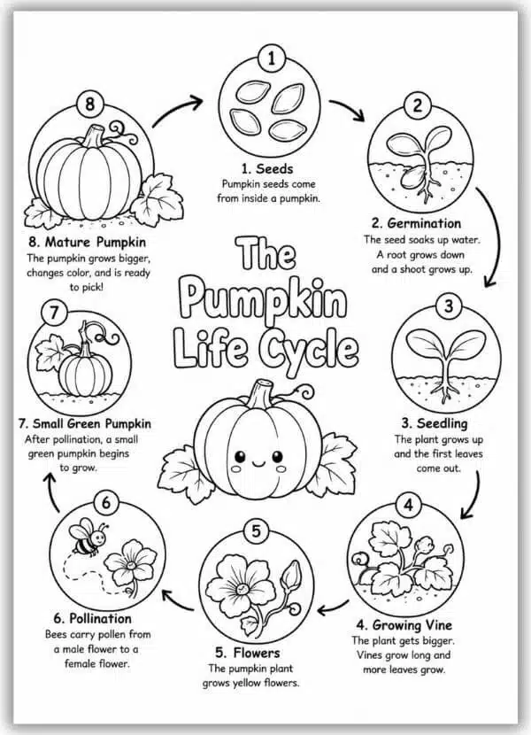 Free printable pumpkin life cycle coloring page showing the 8 stages of pumpkin growth, including seeds, germination, seedling, growing vine, flowers, pollination, small green pumpkin, and mature pumpkin.